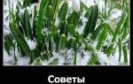 Советы «подснежникам»