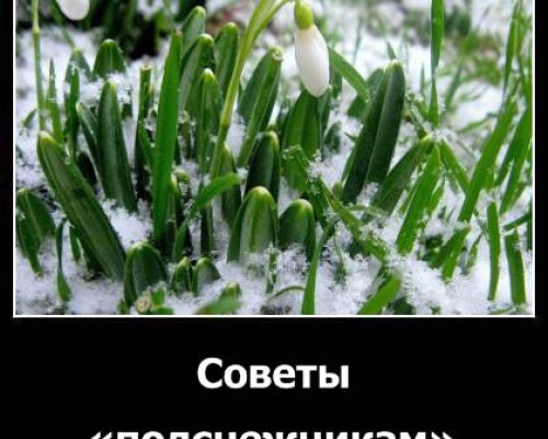 Советы «подснежникам»